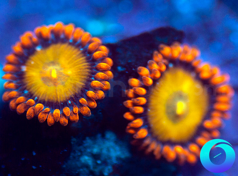 Tang Shot