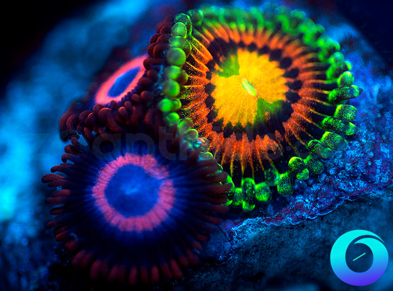 Rainbow Incinerator & Vivid Stingers