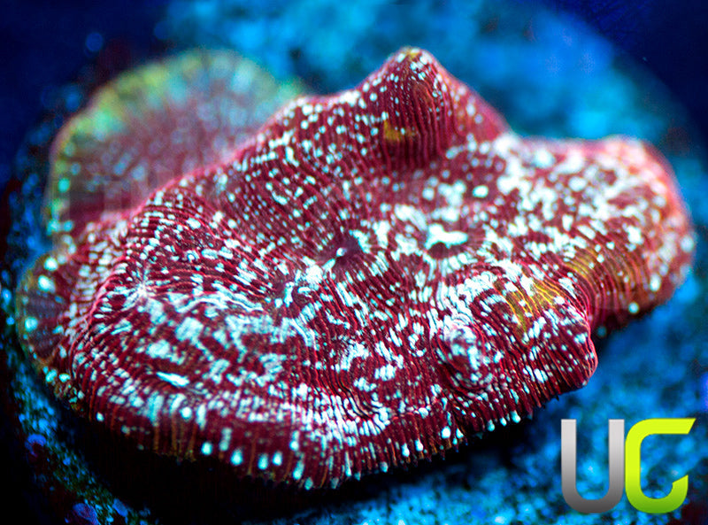 UC Mesozoic Lepto
