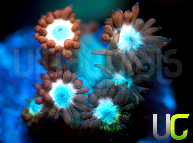 UC Cosmic Candy Goni