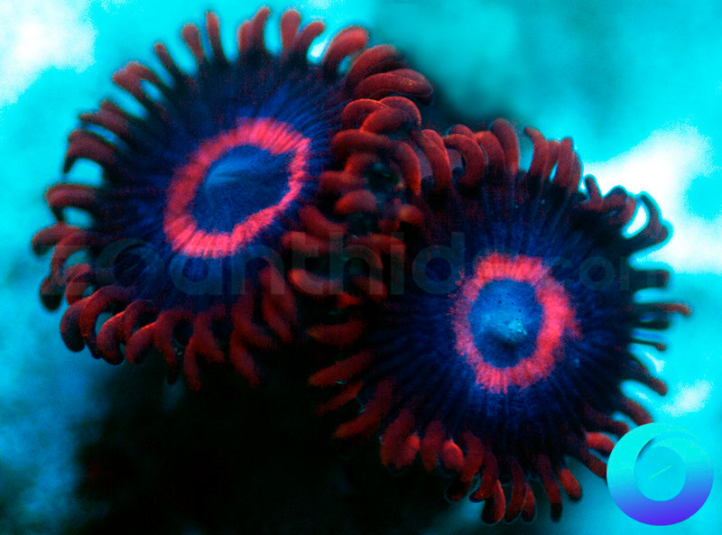 Vivid Stingers