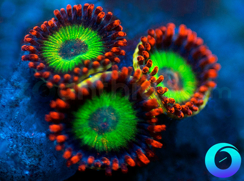Emeralds on Fire