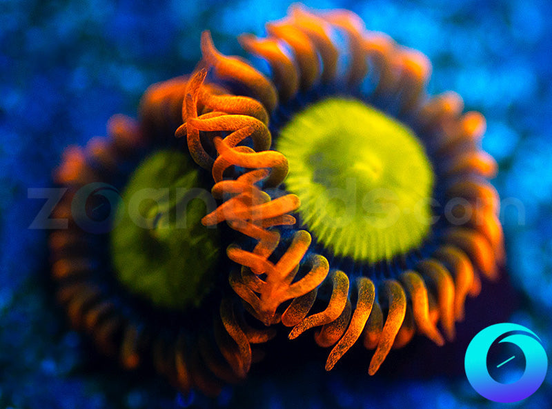 Mandarin Oranges