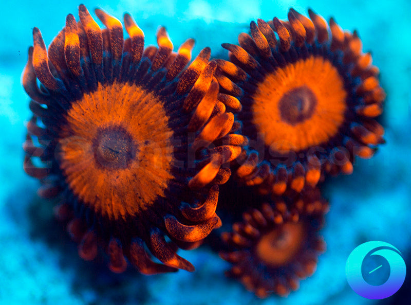 Oxides