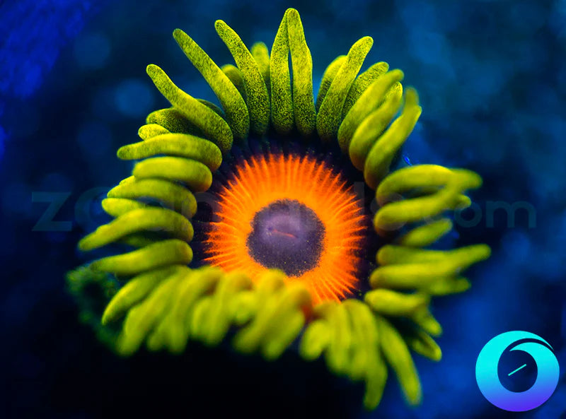 Super Sunflower