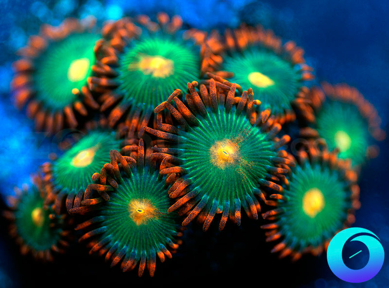 Gatorades