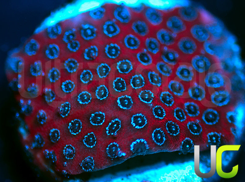 Darth Maul Porites