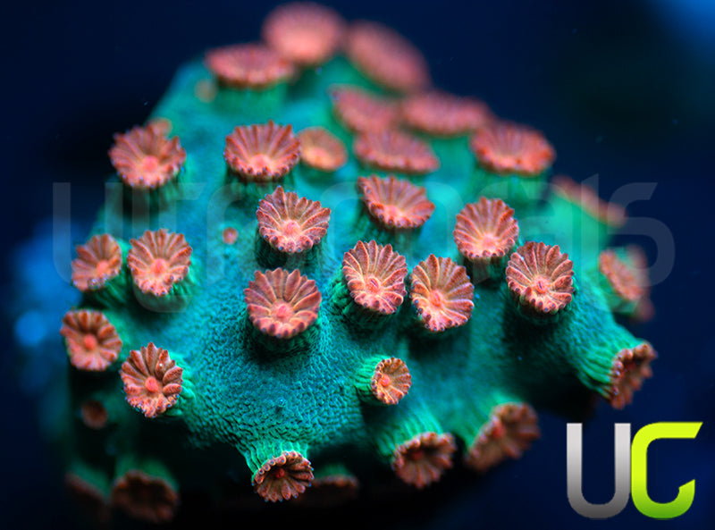 Meteor Shower Cyphastrea