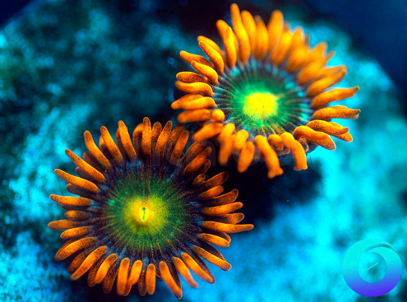 Solar Fusion