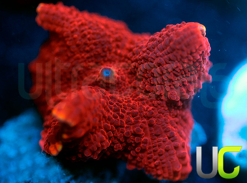 UC Lava Ring Mushroom