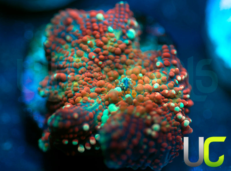 UC Sensai Mushroom