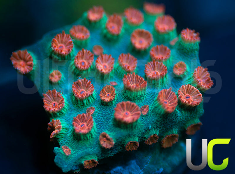 Meteor Shower Cyphastrea