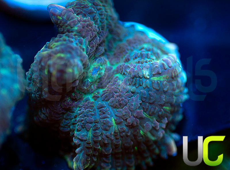 UC Purple Empress Mushroom