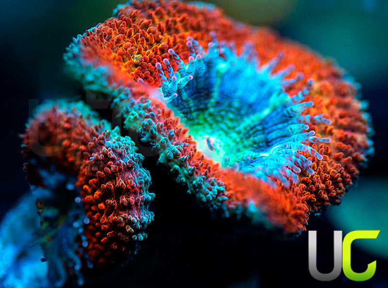 UC Blue Mystique Micro Lord