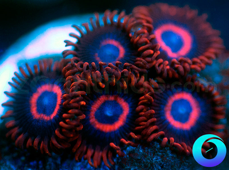 Vivid Stingers