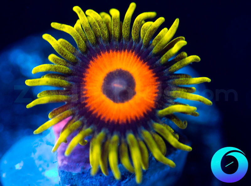 Super Sunflower
