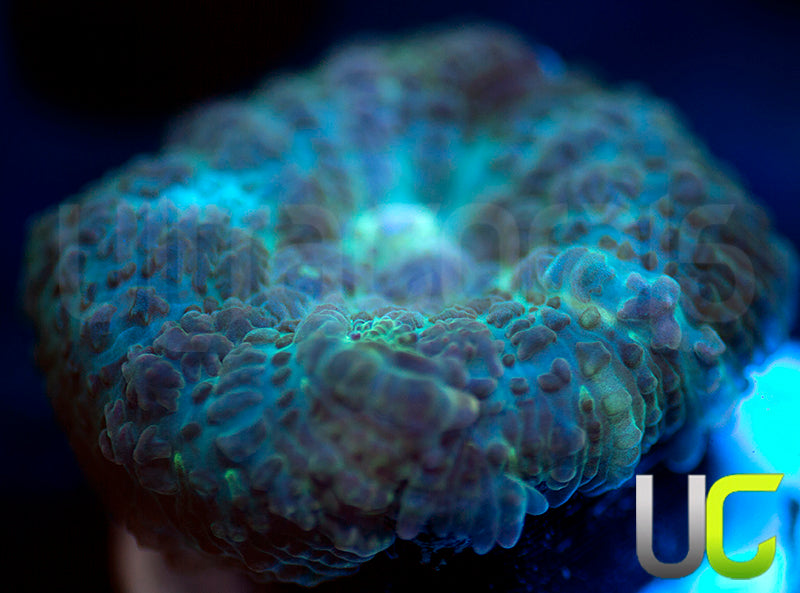 UC Purple Empress Mushroom