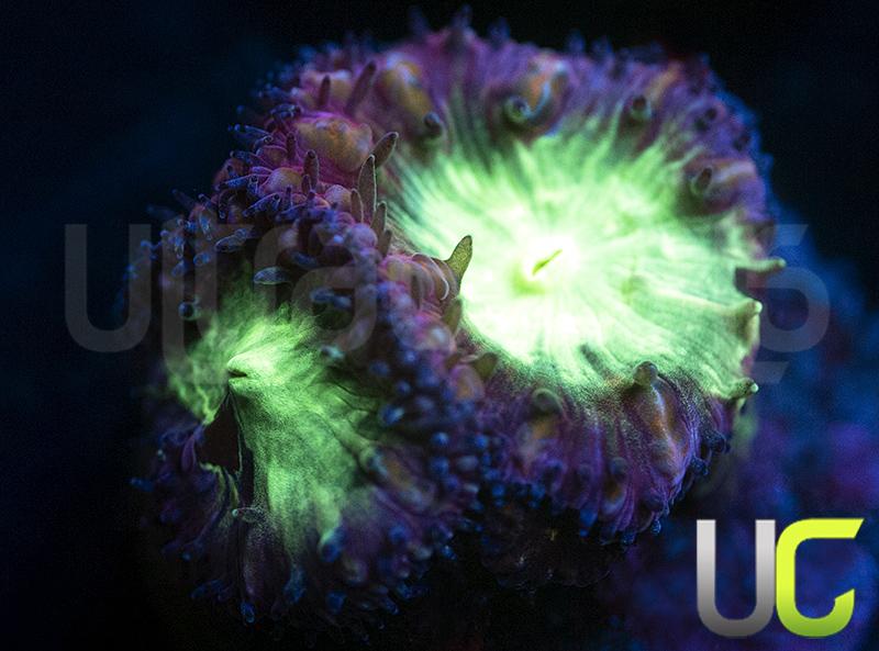 UC Glory Hole Blastos