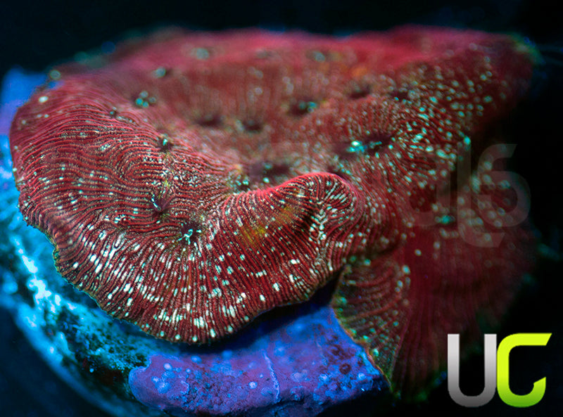 UC Mesozoic Lepto