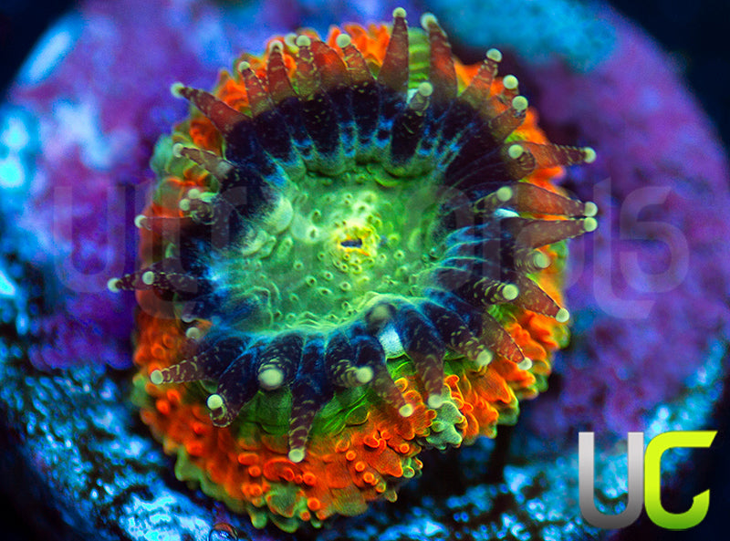 UC Rainbow Leprachaun Micro Amakusensis