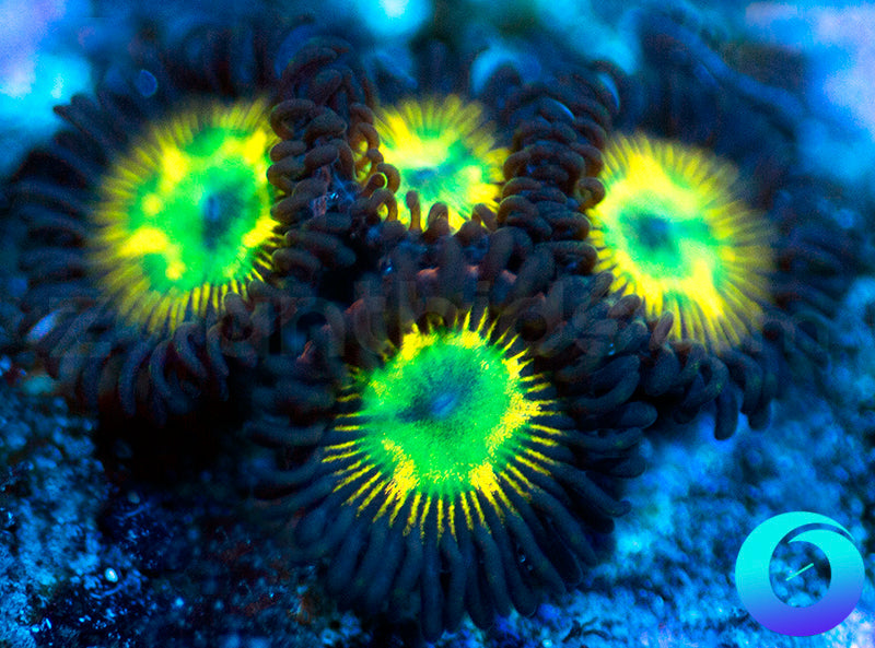 Desert Star