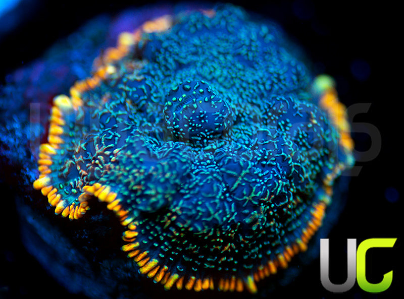 UC Lava Ring Mushroom
