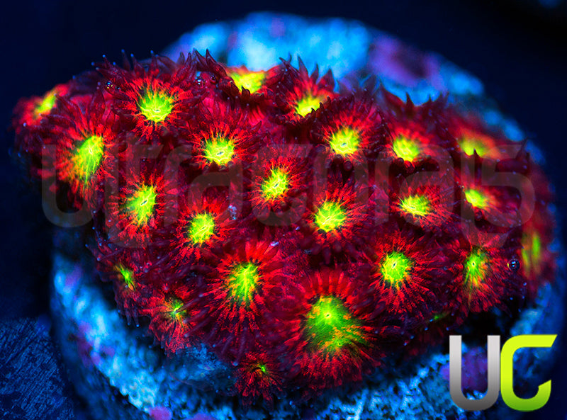 UC Sweet Tart Madracis