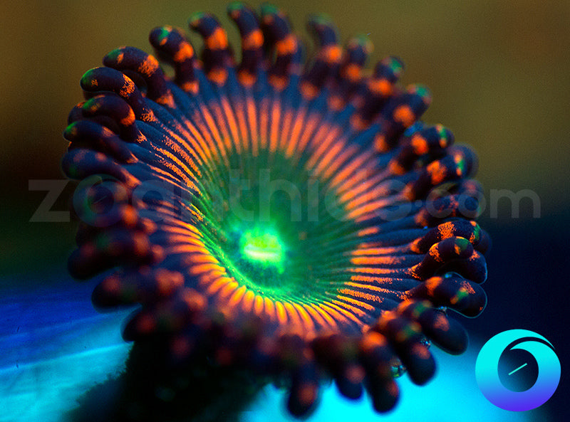 Vengence