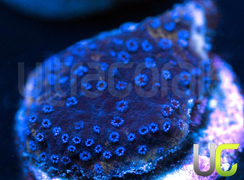 Blue Mystic Monti