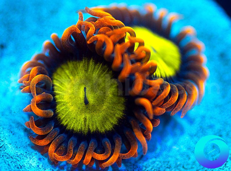 Mandarin Oranges