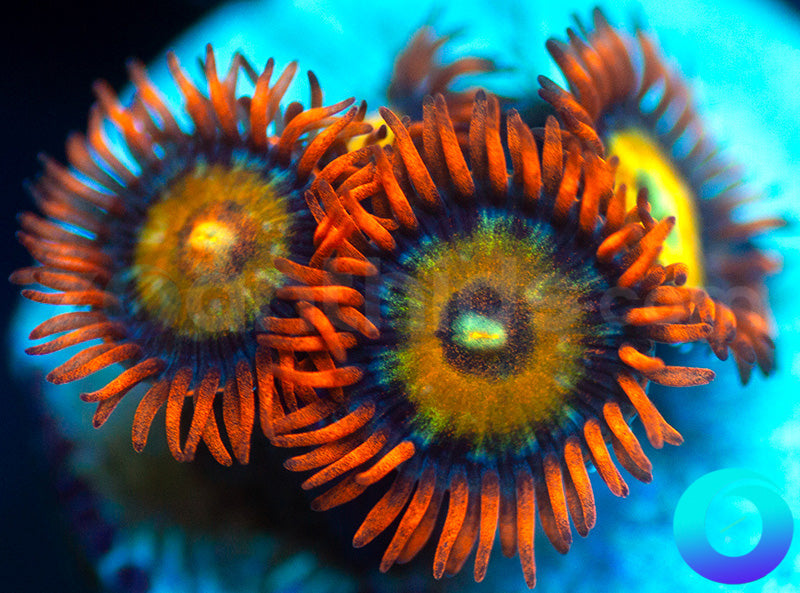 Speckled Fire