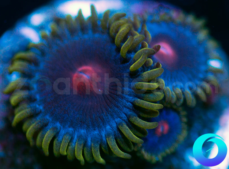 Blue Kiss