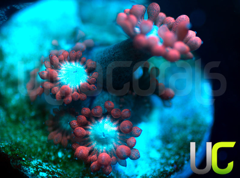 UC Crusader Goni