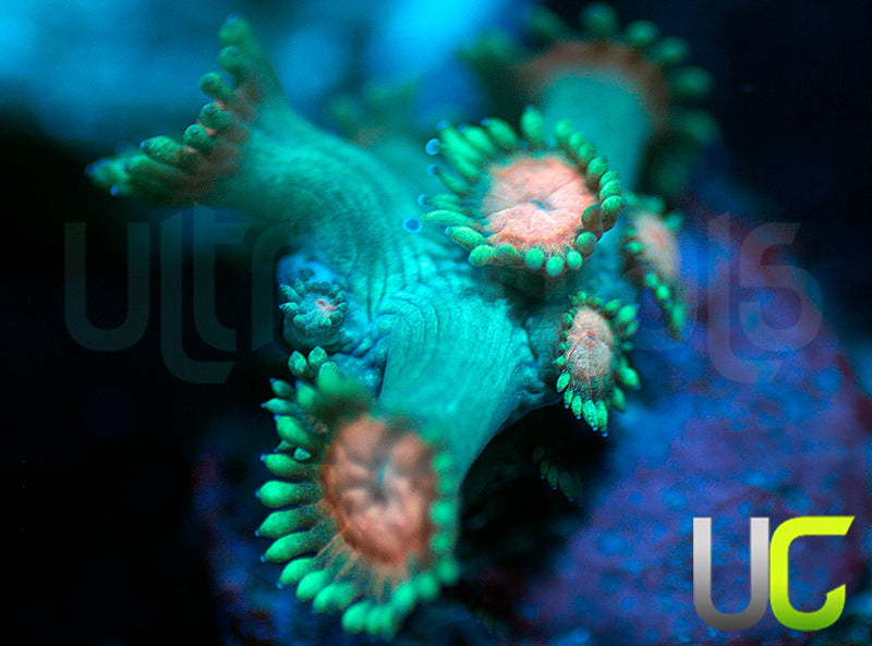 UC Aurora Goni