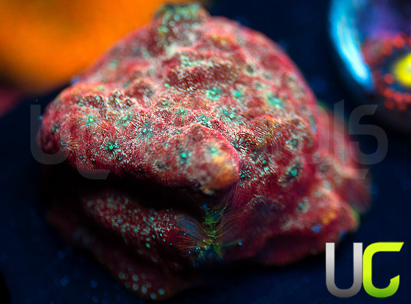 UC Mesozoic Lepto