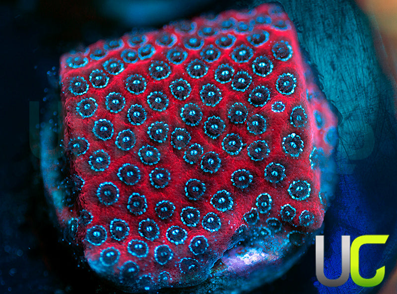 Darth Maul Porites