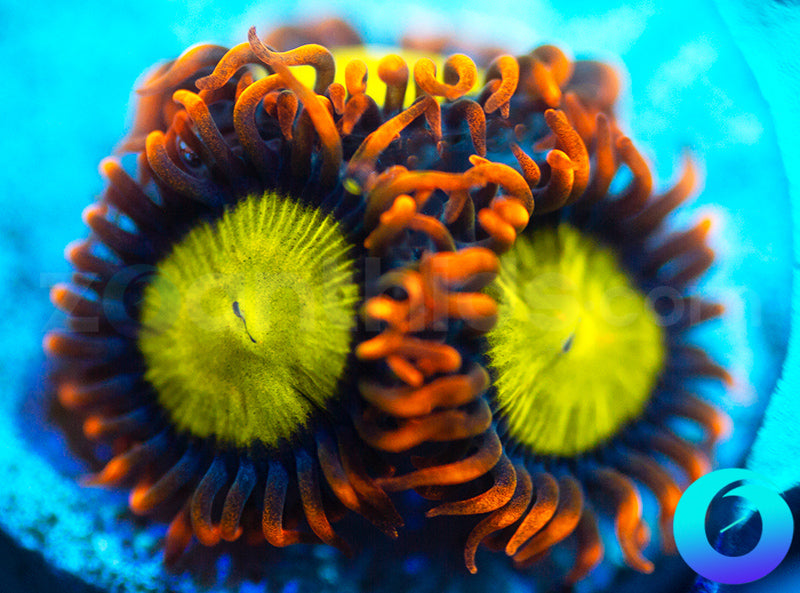 Mandarin Oranges