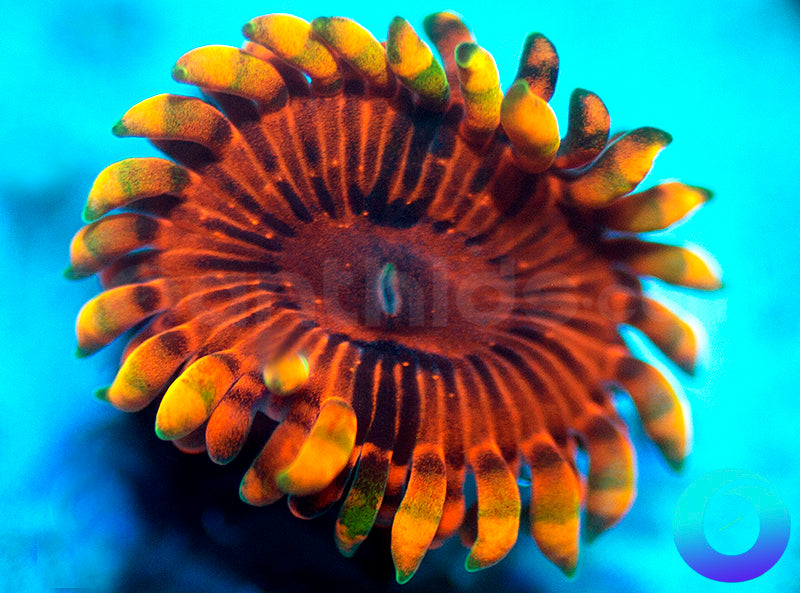 Burning Ember