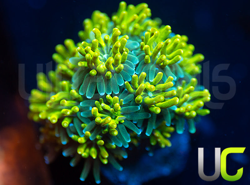 UC Lemon Lime Galaxia