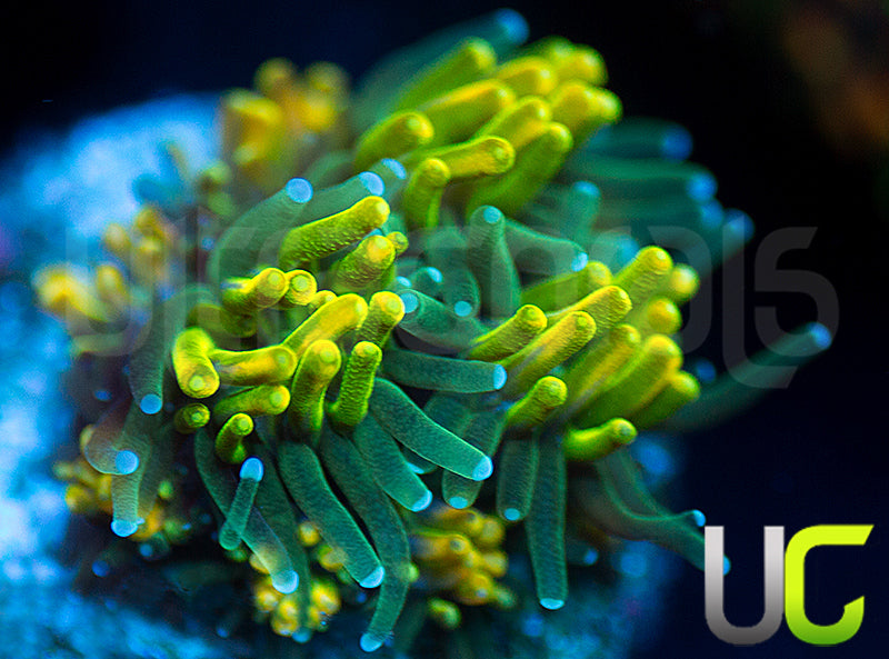 UC Lemon Lime Galaxia