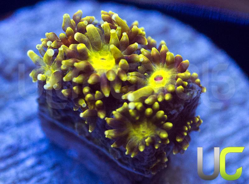 NEW RELEASE UC Enchantress Micro Goni