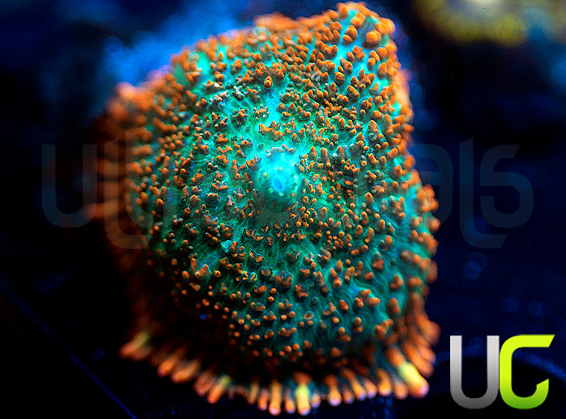 UC Monarch Mushroom