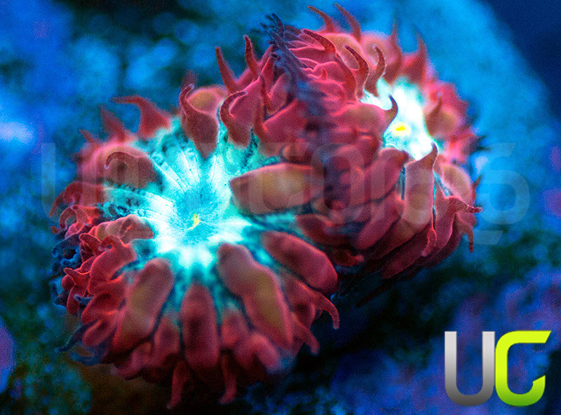 UC Azure Sky Blasto