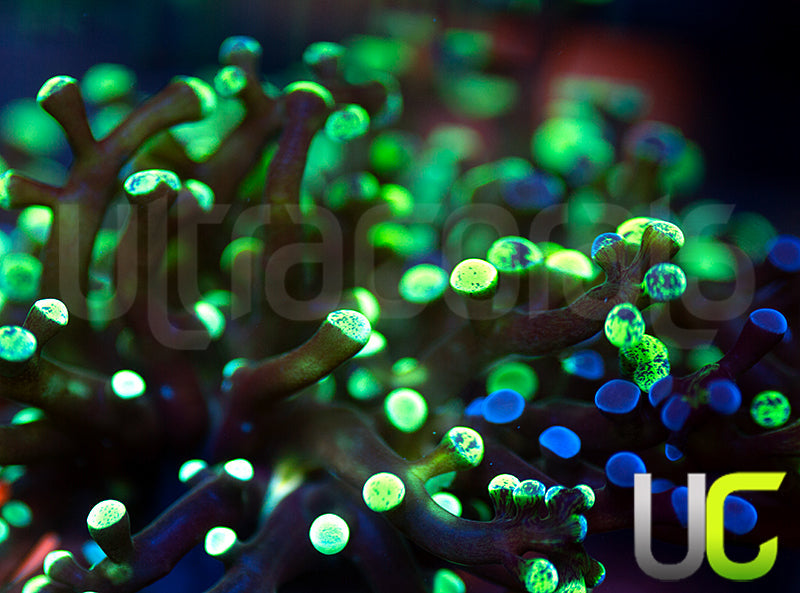 UC Splatter Spawn