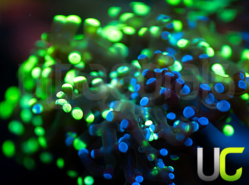 UC Splatter Spawn