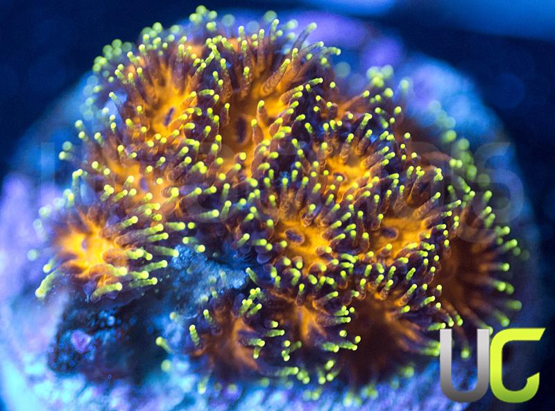 UC Lightning Tip Leptastrea