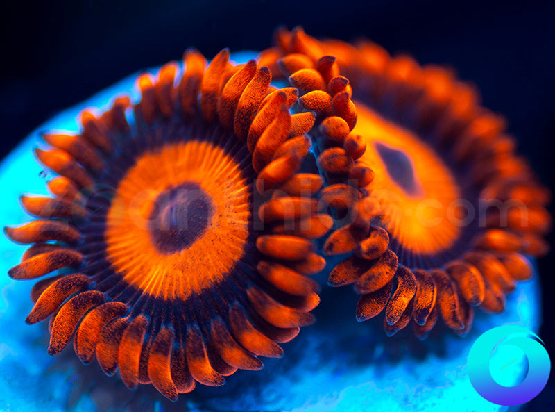 Oxides