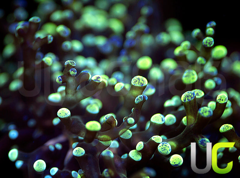 UC Splatter Spawn - 2 Heads