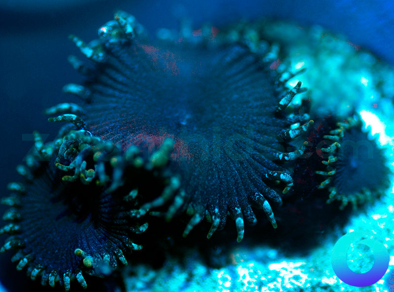 Electric Blue Proto