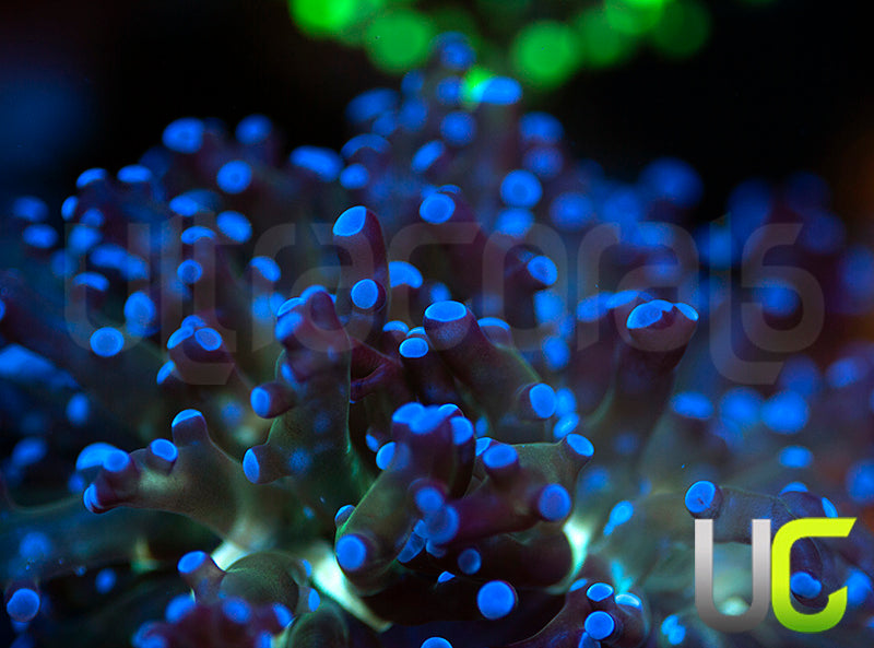 Ultra Blue Fragspawn
